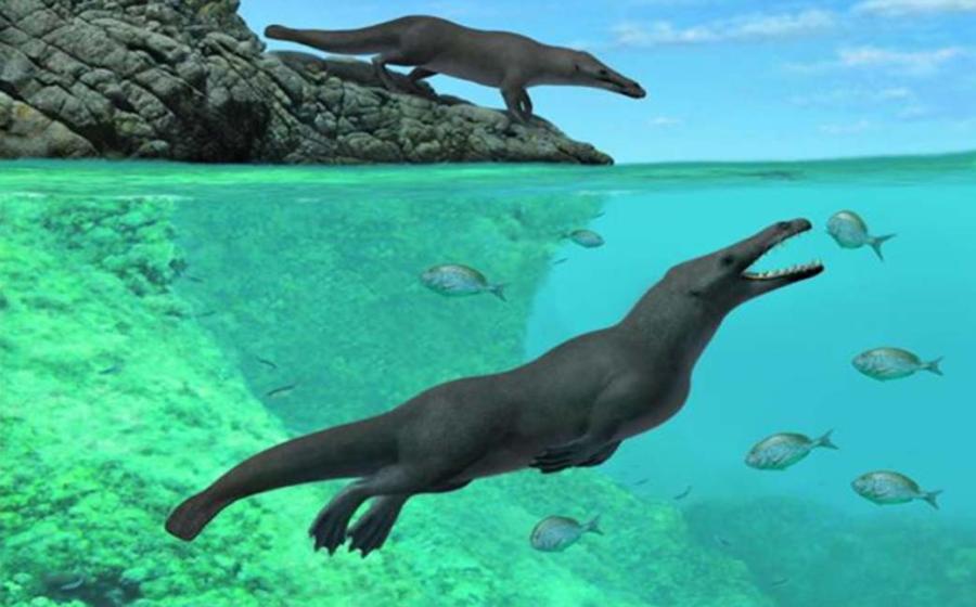 What Peregocetus, the legged ancient whale might have looked like. 