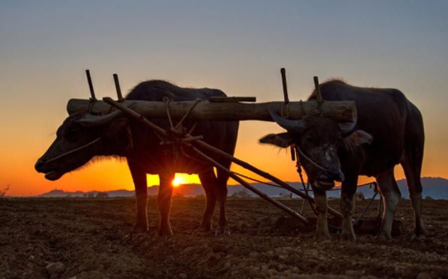 Plowing with an ox team
