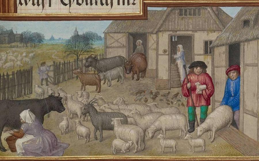 Medieval farming scene showing domestic animals and agricultural practices