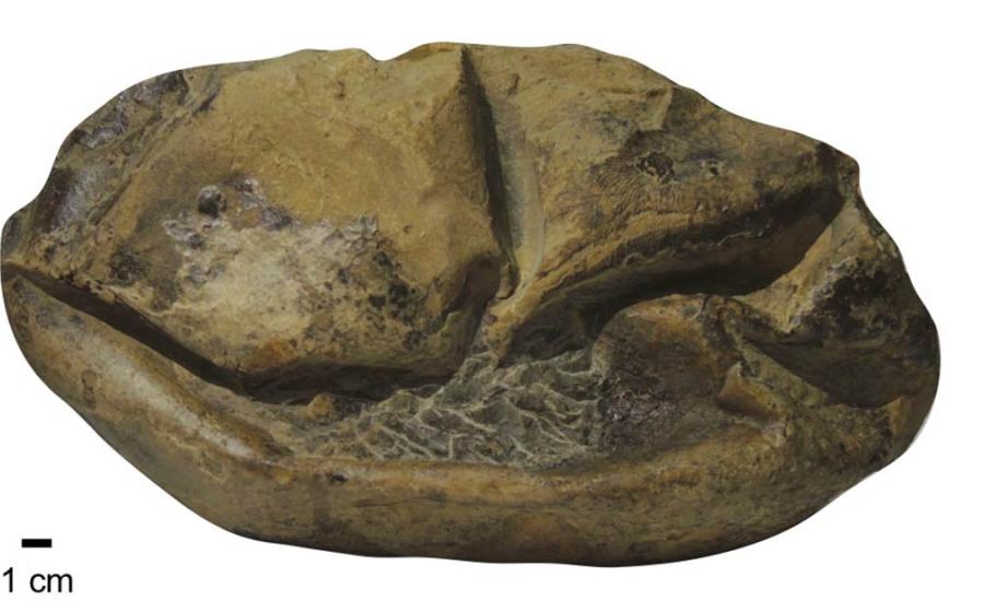 A side view of the Antarctica fossil of the giant egg. Source: Legendre et al. 2020 / University of Texas