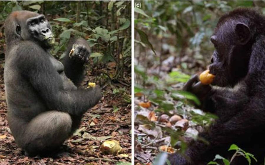 Scrumping of fruit by left; a gorilla, and right; a chimpanzee.