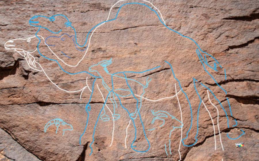 Images of camels highlighted on the rock art site found in Nefud Desert in Saudi Arabia.	