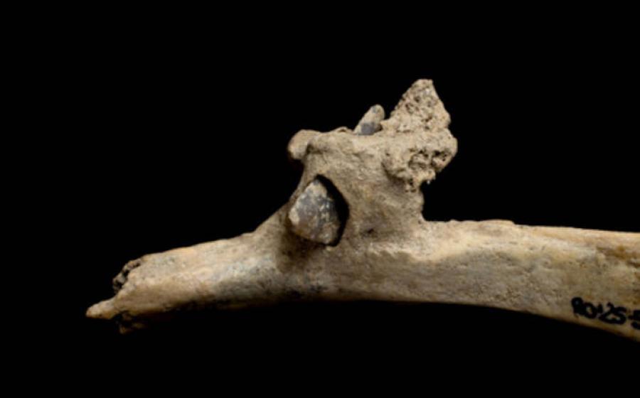 Flint arrowhead embedded in human rib bone.