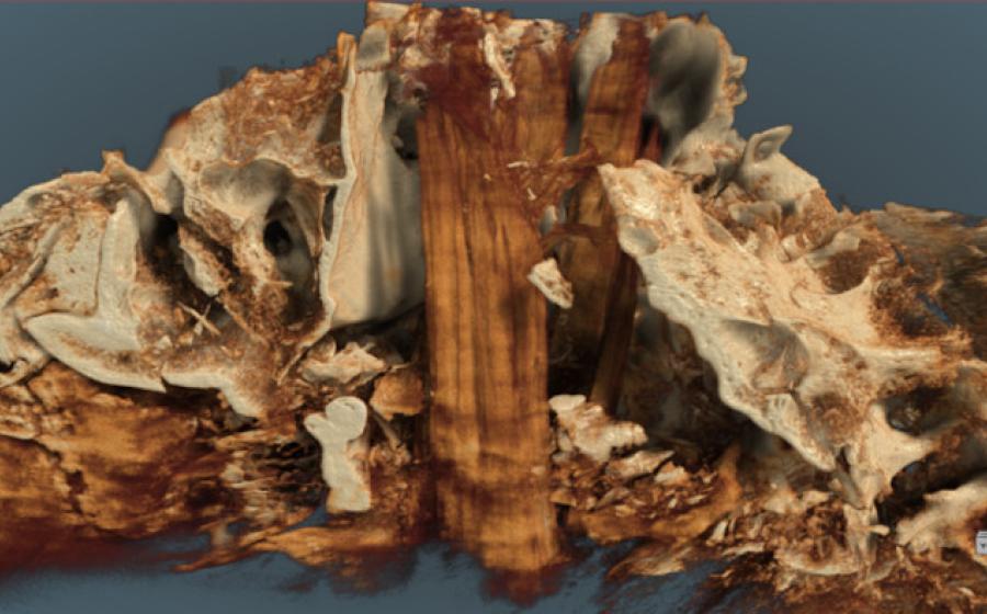 Aurochs skull with post remnants found in Germany.