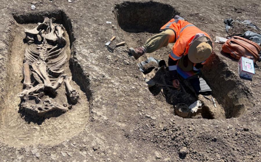 The 1,400-year-old Avar warrior and horse burial unearthed in Timișoara, Romania.  