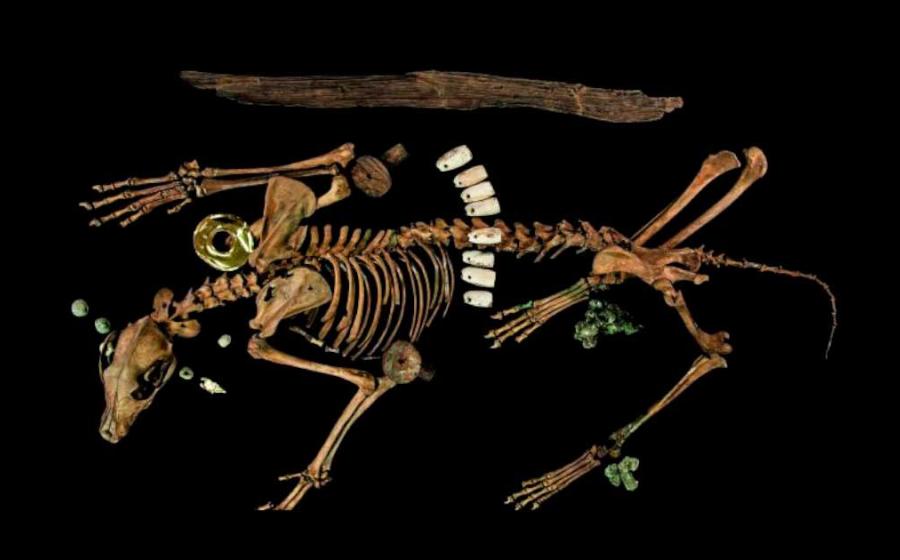 The discovery of a cache of Aztec ritual offerings, including the remains of a Mexican wolf dressed as a warrior (seen here), has lead experts to believe they may have found the tomb of an Aztec king. Source: Mirsa Islas / INAH