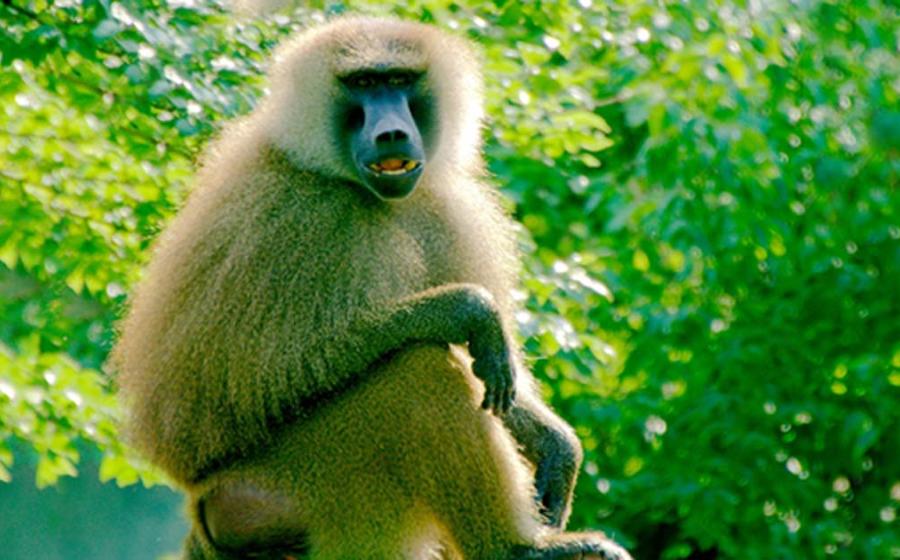 Baboon Sounds May Hold the Key to Understanding the Formation of Human Language