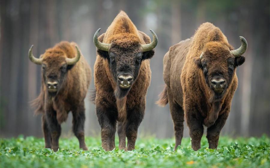 Experts have examined the long-term environmental impact of prolonged warfare and regime change during the Baltic Crusades, revealing clues to a model for rewilding. Pictured: the iconic European bison who were brought back from the brink of extinction through rewilding in Poland.          Source: szczepank / Adobe stock
