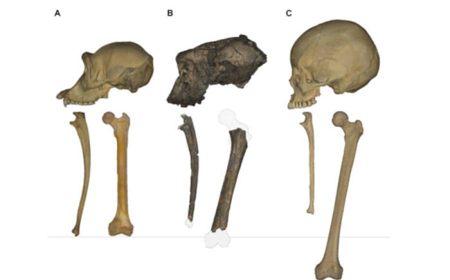 Crania, ulnae, and femora of (left to right): a chimpanzee, Sahelanthropus, and Australopithecus. 