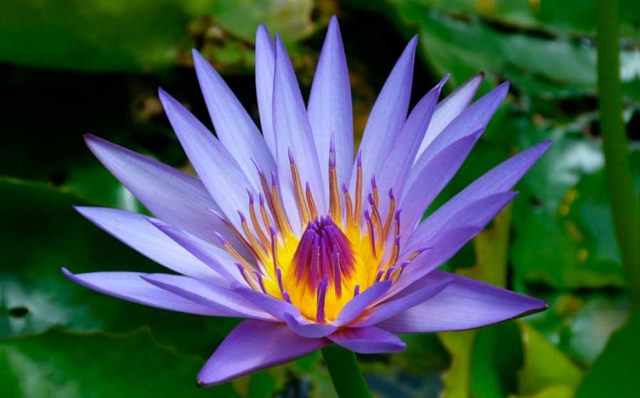 Water lily Nymphaea, known as ‘blue lotus’. Source: Public Domain