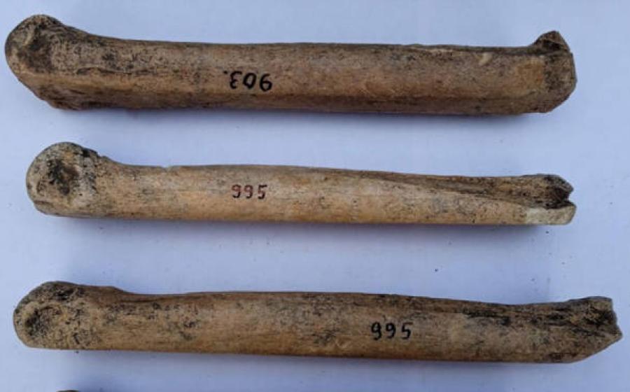 Three of the bone skates found in Russia.