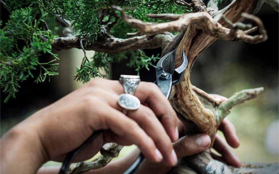 Bonsai scissors. Source: ANUCHA / Adobe Stock.