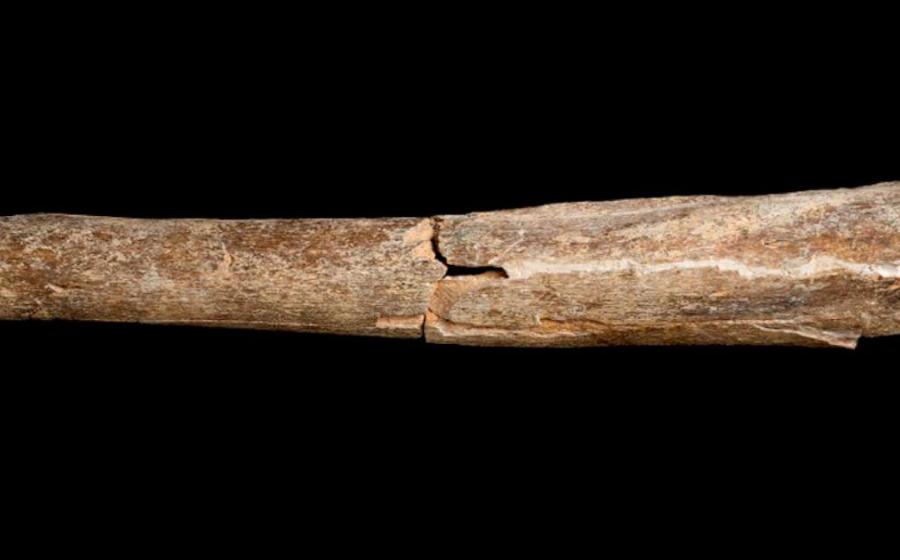 Part of the tibia of an early human believed to be Homo heidelbergensis discovered at the Boxgrove archaeological site in West Sussex. Source: © The Trustees of the Natural History Museum, London