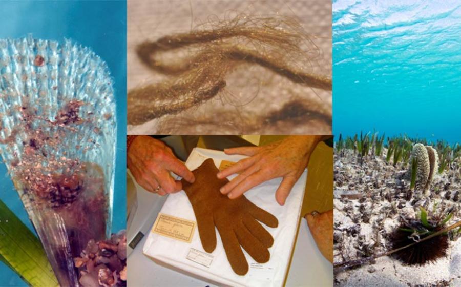 Byssus, Secrets of a Shining Sea Silk Loved by Ancient Cultures