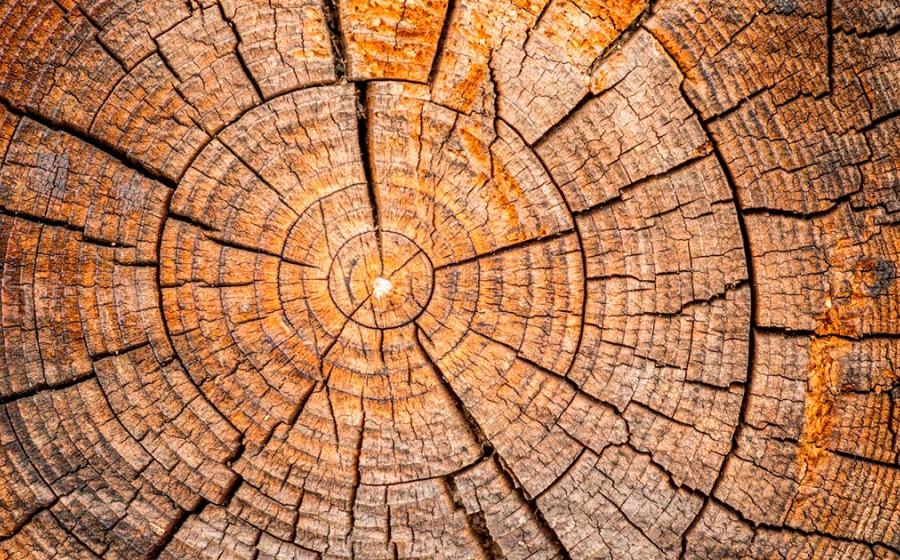 Tree rings. Source: tomeyk / Adobe Stock.
