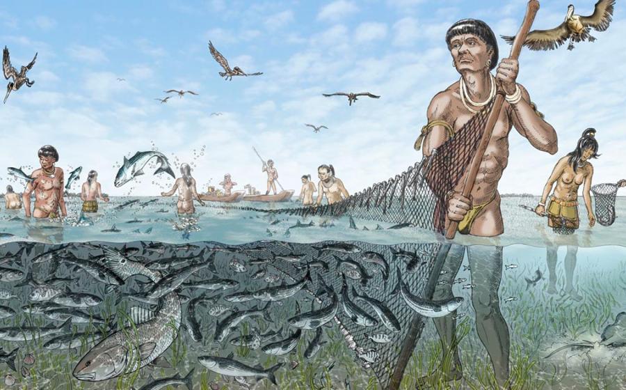 Once the Calusa captured fished, they were likely harvested with seine or dip nets or speared, said archaeologist William Marquardt. Source: Florida Museum / Merald Clark