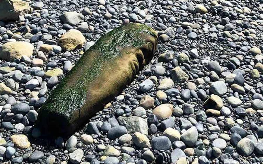 Beached Canadian Artwork Sparks Controversy