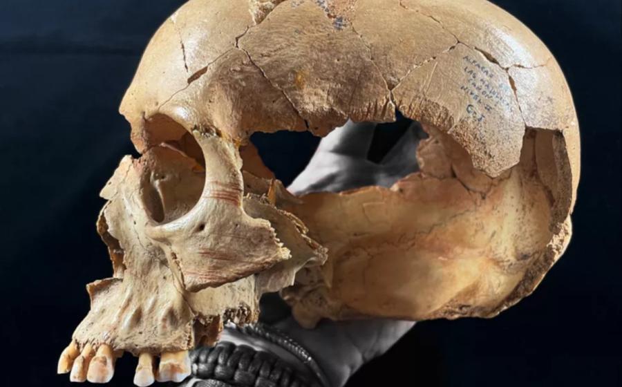 Adult skull from the Majolicas Cave with cut marks, indicating cannibalism in Neolithic Iberia