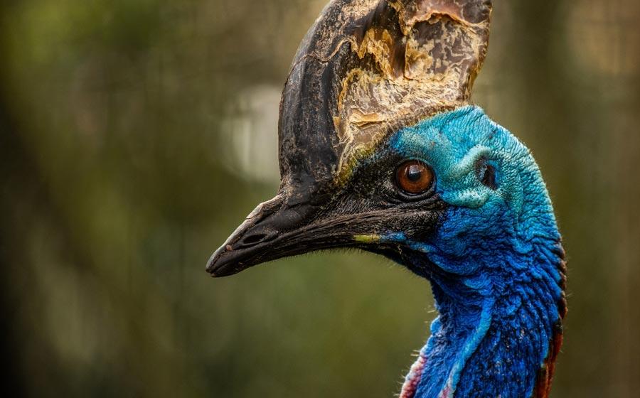 The southern cassowary. Source: mountaintreks / Adobe Stock