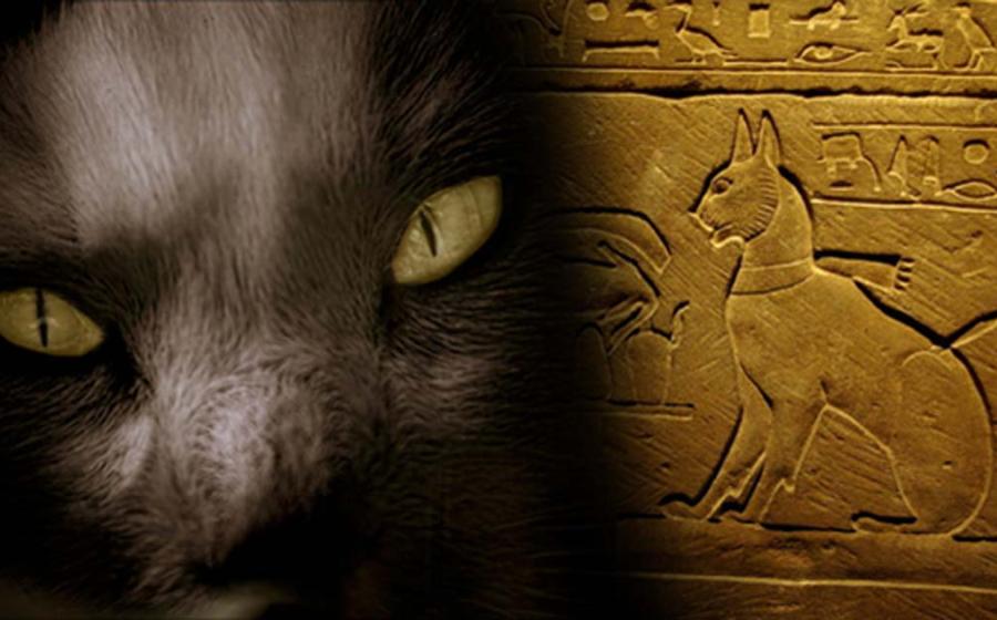 The Cat Came Back: A More Than Magical History – Part II