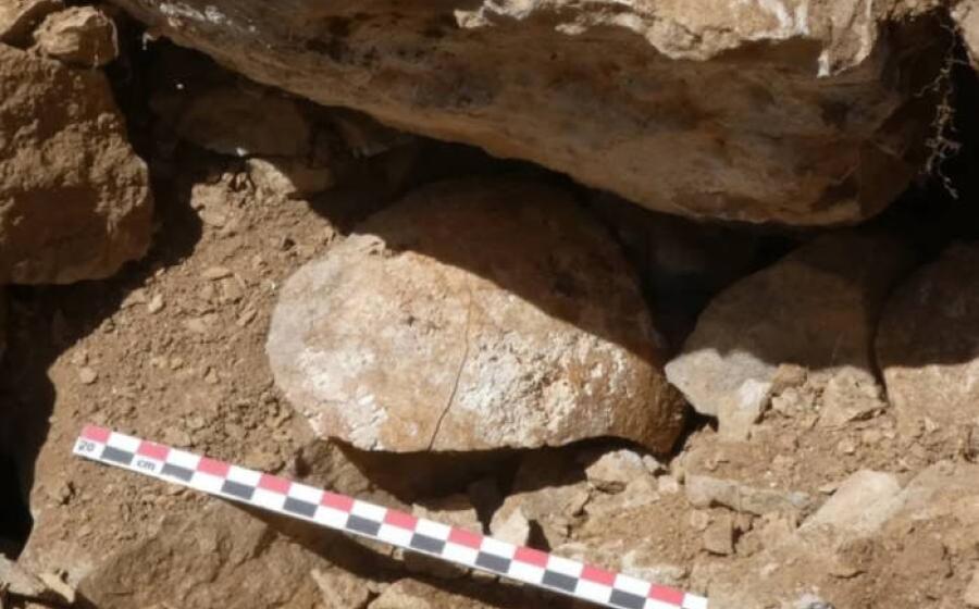 The skull of the decapitated Cantabrian warrior in situ where found in the collapsed fortess wall.