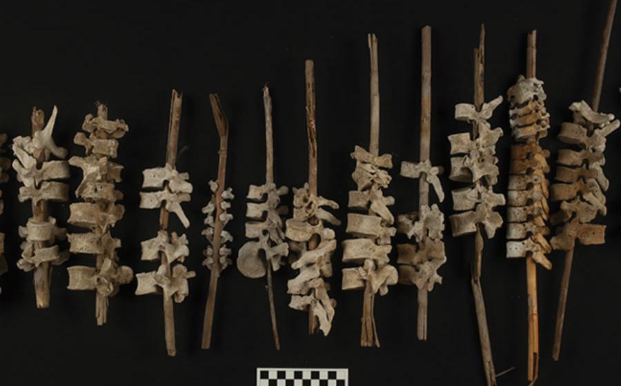 Examples of the Chincha spines on sticks.	Source: C. O’Shea / Antiquity Publications Ltd