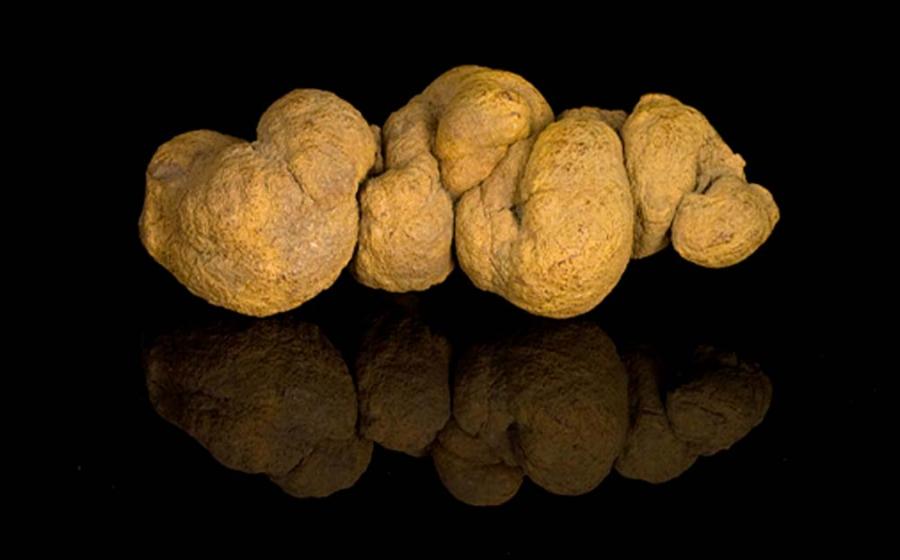 Prehistoric dinosaur dung, a.k.a. a coprolite. Source: Public domain