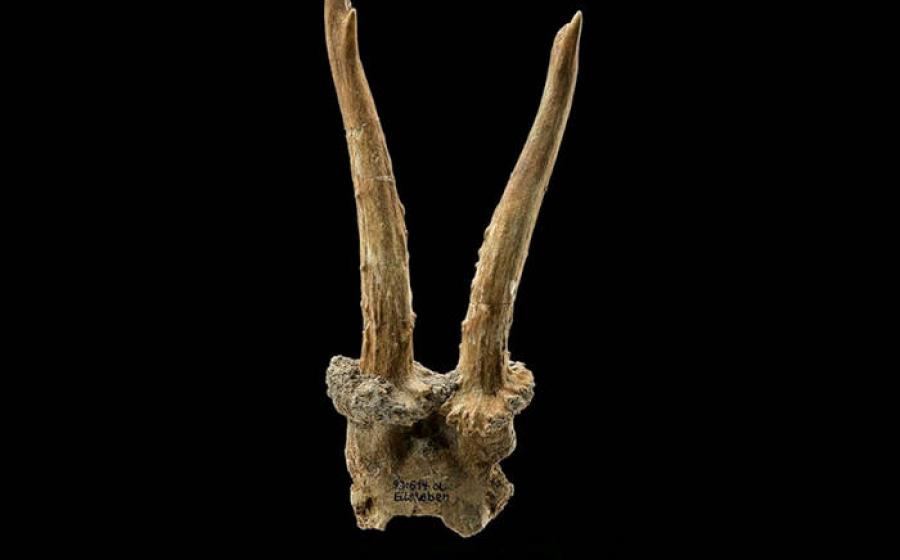 7,500-year-old roe deer skull headdress discovered at Eilsleben, Germany
