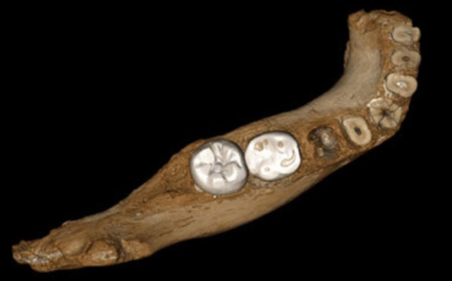Surface model of the Xiahe mandible after digital removal of the adhering carbonate crust. Source: Jean-Jacques Hublin, ResearchGate.