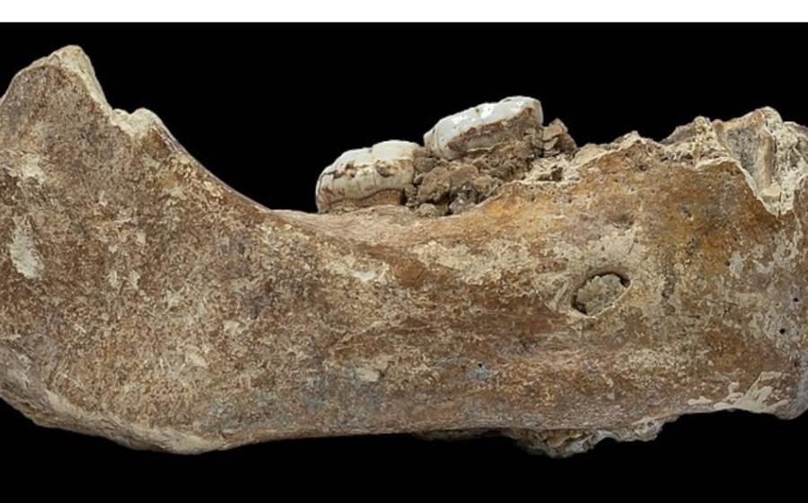 Piece of Denisovan jawbone with two attached molars, recovered from Baishiya Karst Cave on Tibetan Plateau.