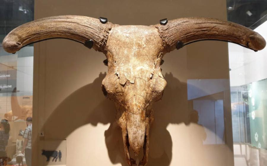Horned auroch skull similar to those found in the Des-Cubierta cave.