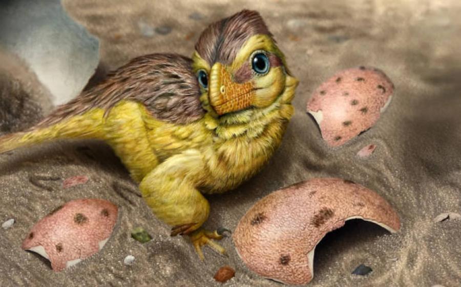 Artistic reconstruction of a newly hatched troodontid-like dinosaur resting among fragments of its eggshell 