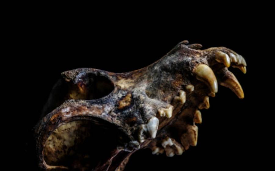 Ancient looking dog skull on black background.