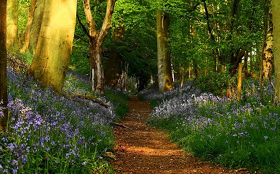 The Ridgeway in Grim's Ditch near Mongewel