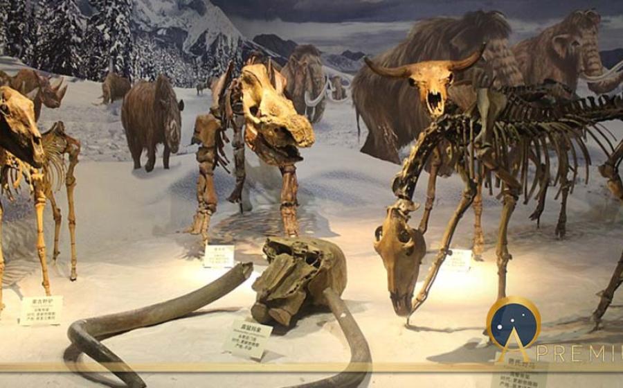 Ice Age Diorama. From left to right: Equus hemionus, Mammuthus primigenius, Coelodonta antiquitatis, Bison exiguous skeletal mounts at the Tianjin Natural History Museum. (Jonathan Chen/ CC BY-SA 4.0)
