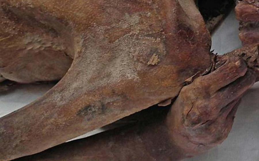 A tattoo on an Egyptian mummy's arm.