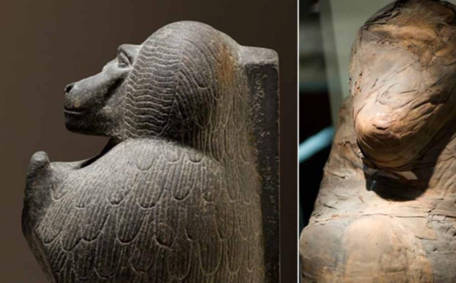 Left; Statuette depicting a worshipping baboon, Right; Baboon mummy.         Source: Left; Metropolitan Museum of Art, CC0, Right; CC BY SA 2.0