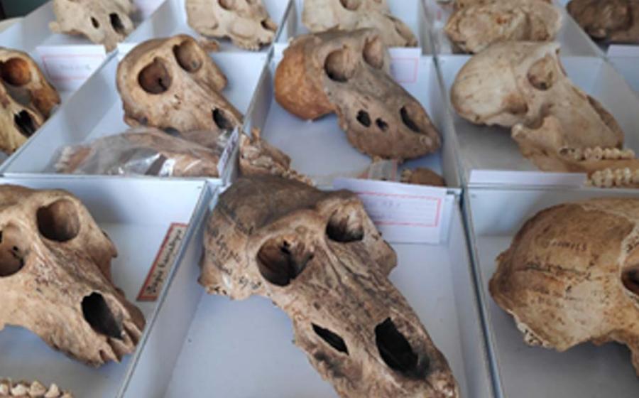 Some of the baboon skulls for Ancient Egypt that were available for the study. Source: Bea De Cupere, CC-BY 4.0/PLoS ONE