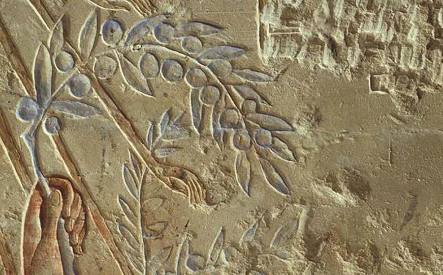 Recent research and experimentation has recreated the original "high-tech" way of Egyptian olive oil production. This stone panel at the Metropolitan Museum of Art (The Met), entitled "Clutching an Olive Branch," is from circa 1353–1323 BC in the New Kingdom, Amarna Period.			Source: Metropolitan Museum of Art