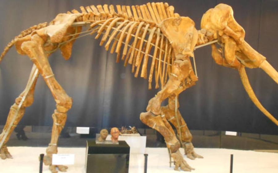Straight-tusked elephant (Palaeoloxodon antiquus) skeleton display. 