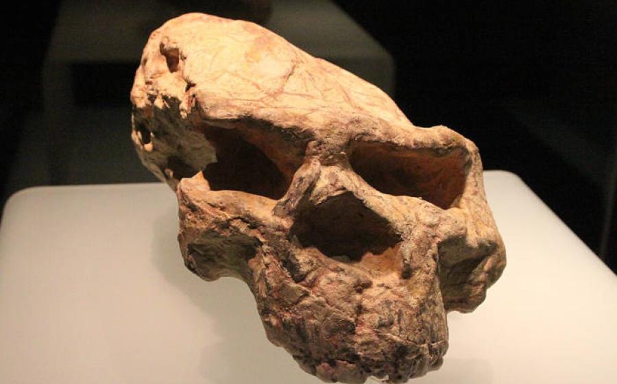 The original Yunxian Man cranium before reconstruction, showing distortion from geological pressure.