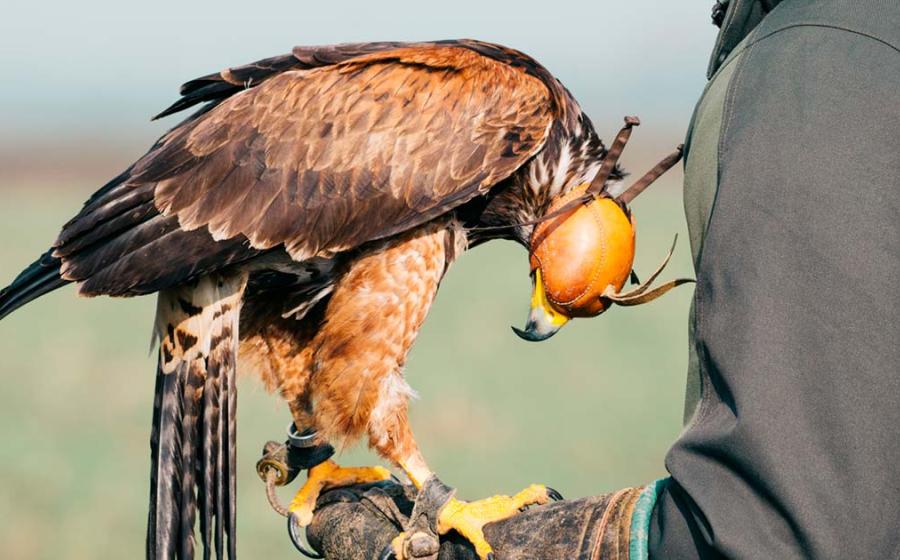 Falconer with a hawk on one hand. Source: zorandim75 / Adobe Stock.