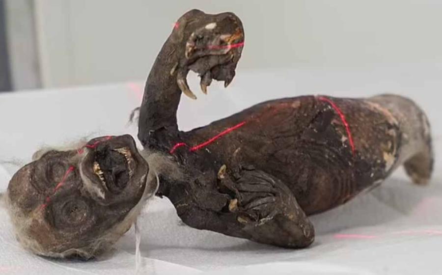 Experts conduct X-ray and CT scans on the Fiji mermaid in an attempt to unravel its genuine nature.    Source: Norse Media