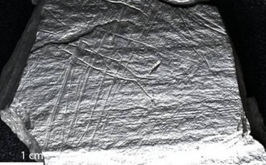 : A slate slab from the Stone Age site of Gönnersdorf shows a fish trap.