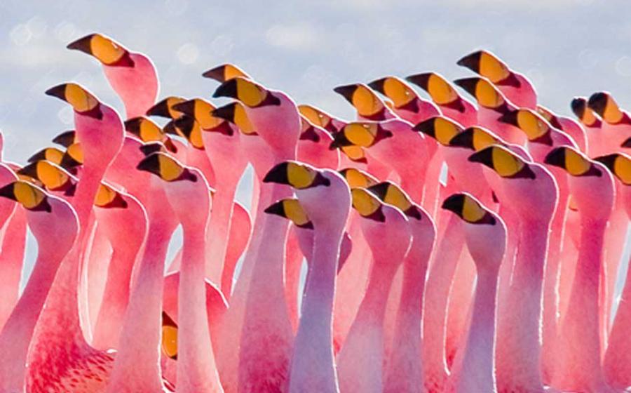 Flamingoes have been admired throughout history.   Source: CC BY 2.5