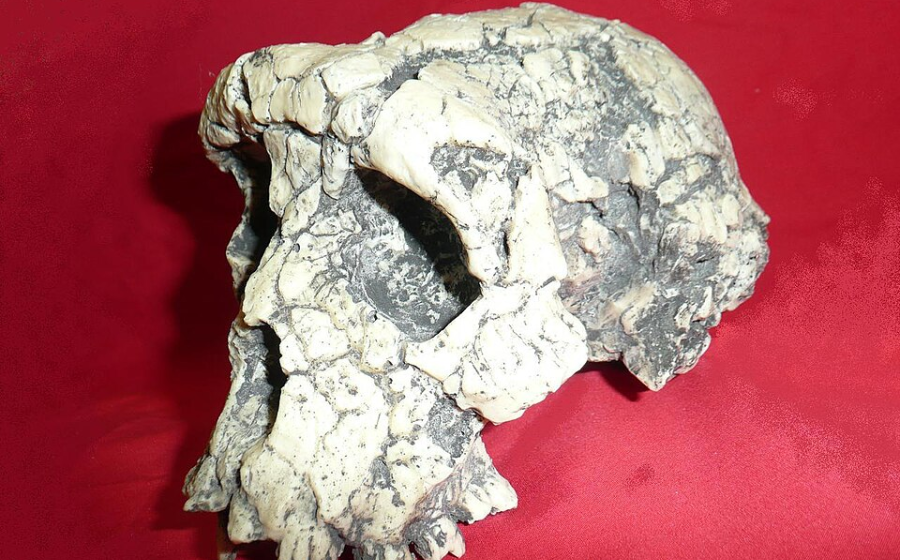 Fossil skull of Sahelanthropus tchadensis ("Toumaï"), discovered at Toros-Menalla in Chad and dated to approximately seven million years ago
