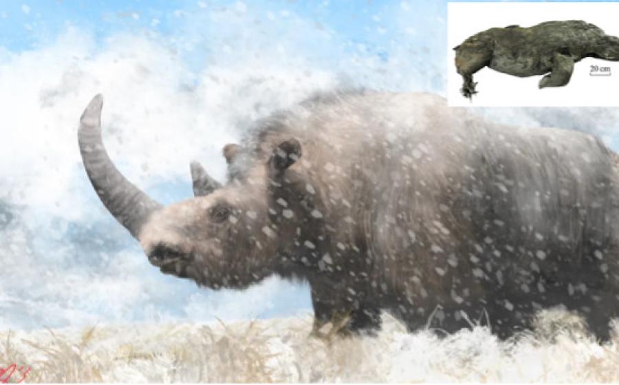 An artist’s rendition of a prehistoric woolly rhinoceros.