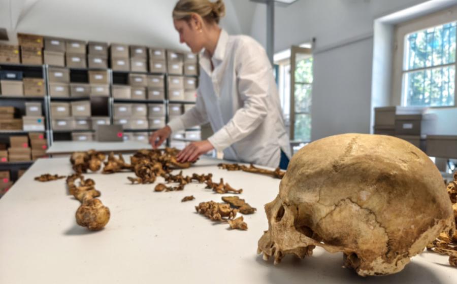Researcher at the State Collection for Anthropology Munich (SAM) examine skeletons unearthed at the village of Altheim, Germany