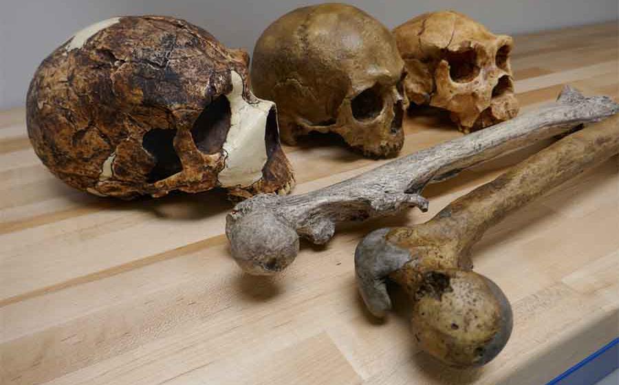 Study analyzed genus Homo fossils, some of which are shown in this image. Source: Dr. Manuel Will / Nature