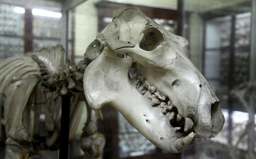 Ghar Dalam – Malta’s Unexplained Cave of Bones